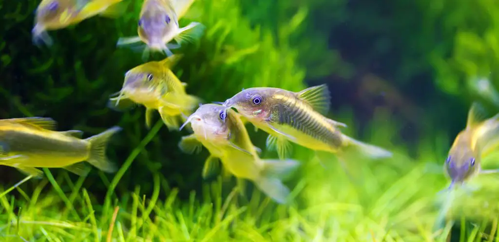 multiple-corydoras-swimming-in-a-planted-tank