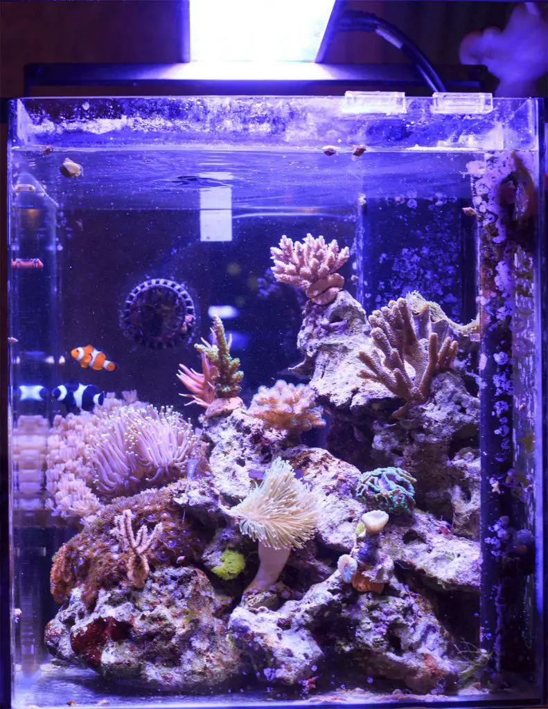 nano-reef-tank-with-LED-lighting