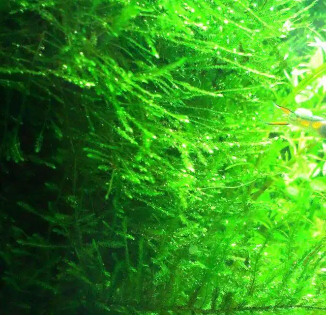 A Guide to the Best Aquarium Moss for Beginners and Experts - VIVOFISH