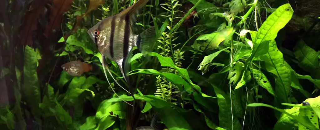 angelfish and other fish swimming past java fern