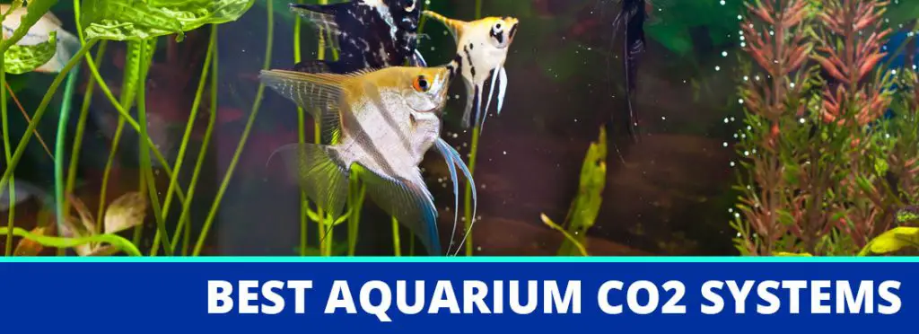 best aquarium co2 systems header