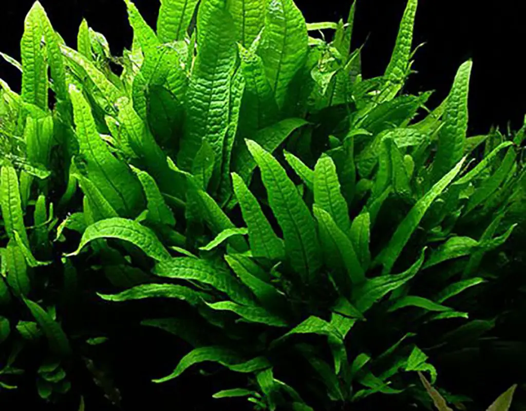 aquarium plants java fern