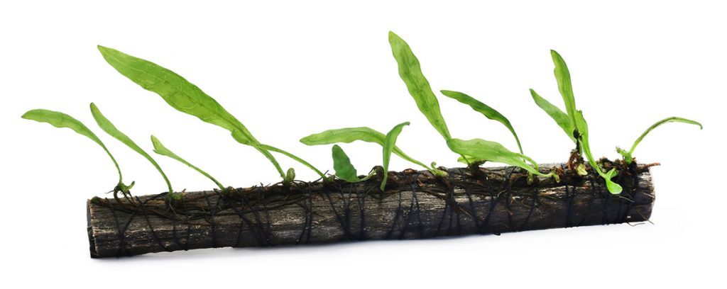 java fern tied to driftwood