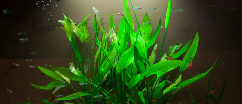 planted-tank-with-live-plants-and-fish-needs-a-co2-system