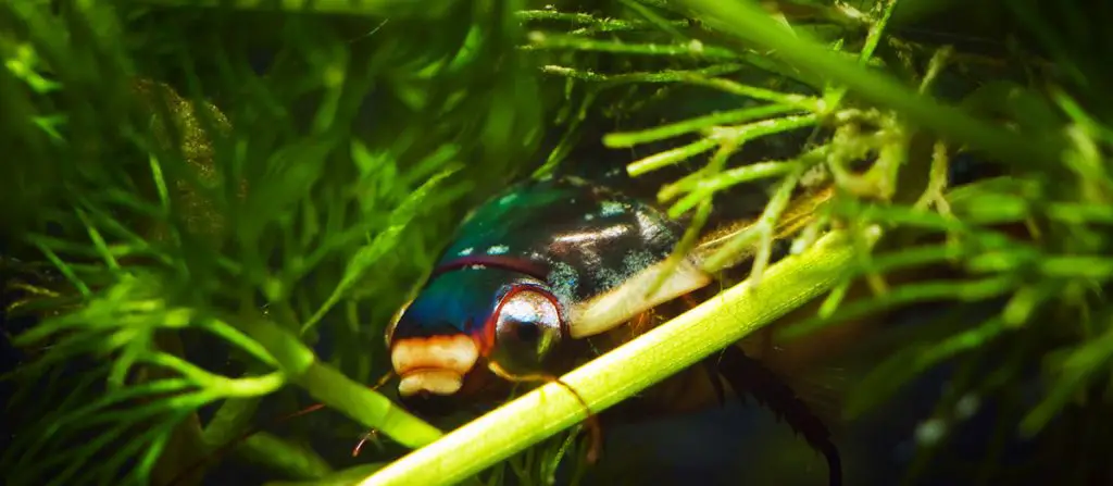 great-diving-beetle-amongst-hornwort