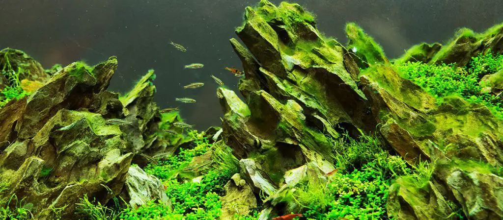 java moss planted aquarium