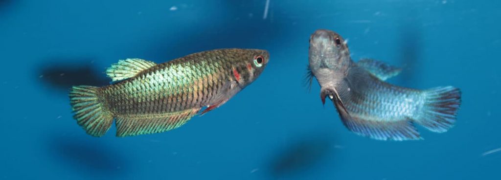 2-female-betta-fish-in-aquarium