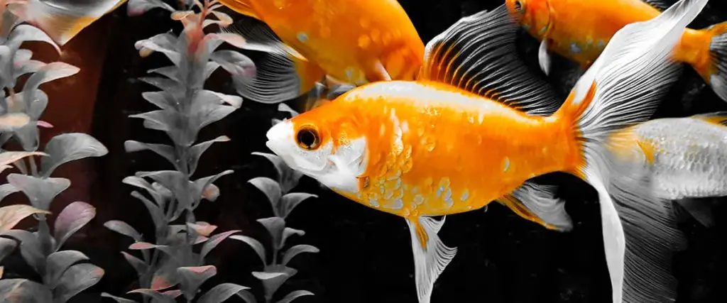 3 comet goldfish in aquarium