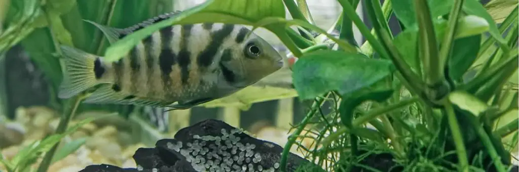 A South American Convict Cichlid  aquarium fish protecting her eggs from potential predators