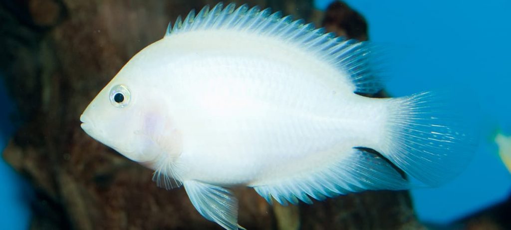 Albino Convict Cichlid