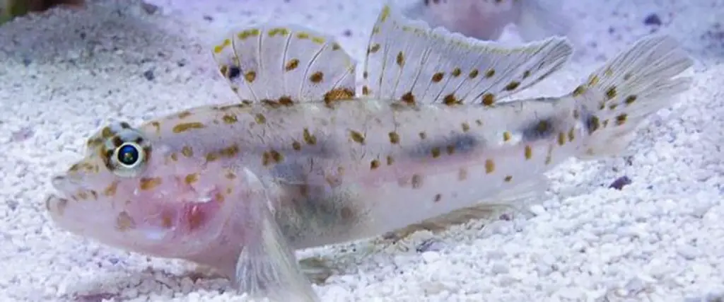 Captive-Bred-Cave-Transparent-Goby