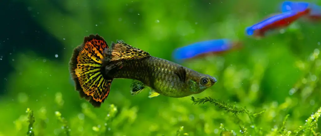 Close-up-of-Female-Guppy-on-moss-field
