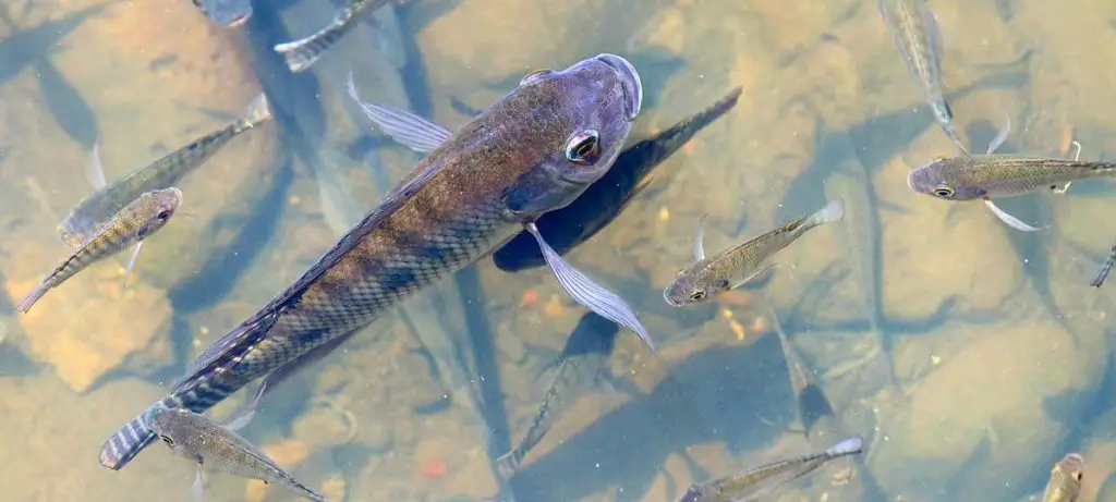 Convict Cichlid Shoal of fish