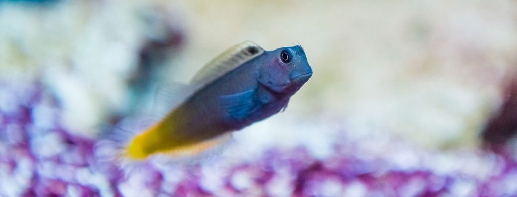 bicolor blenny - best saltwater fish for beginners