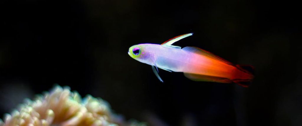 best saltwater fish for nano tank