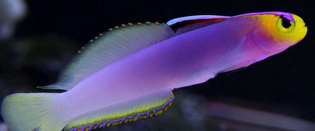 best saltwater fish for nano tank