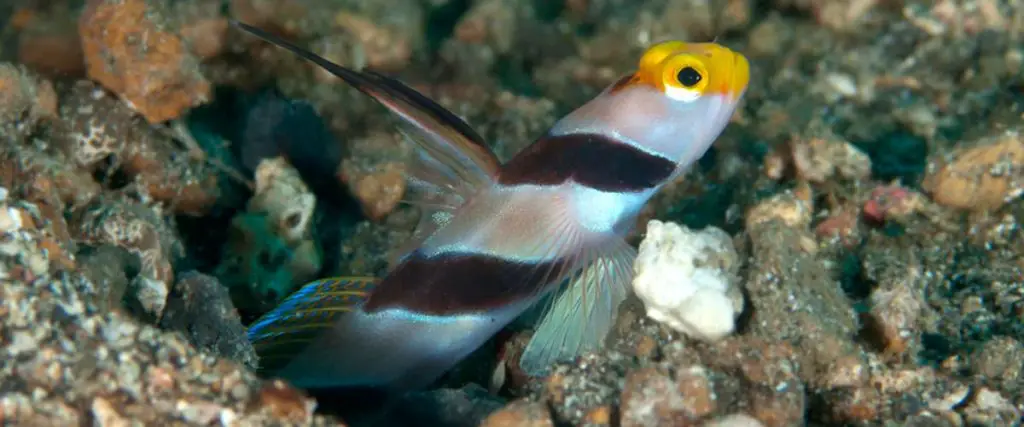 Hi-Fin-Red-Banded-Goby