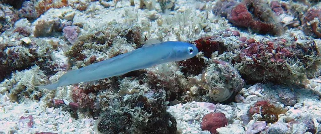 Lyretail-Blue-Gudgeon-Dartfish