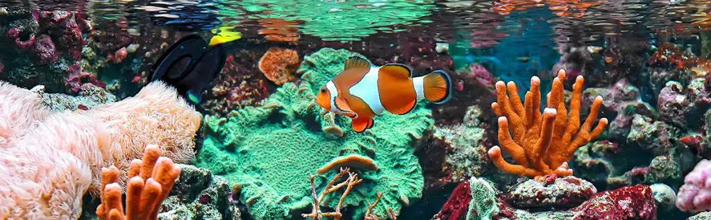 Ocellaris-clownfish