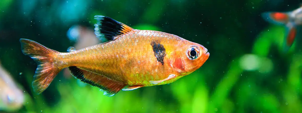 Types of Tetras: Top 35 Species with Fact Sheets & Care Guides