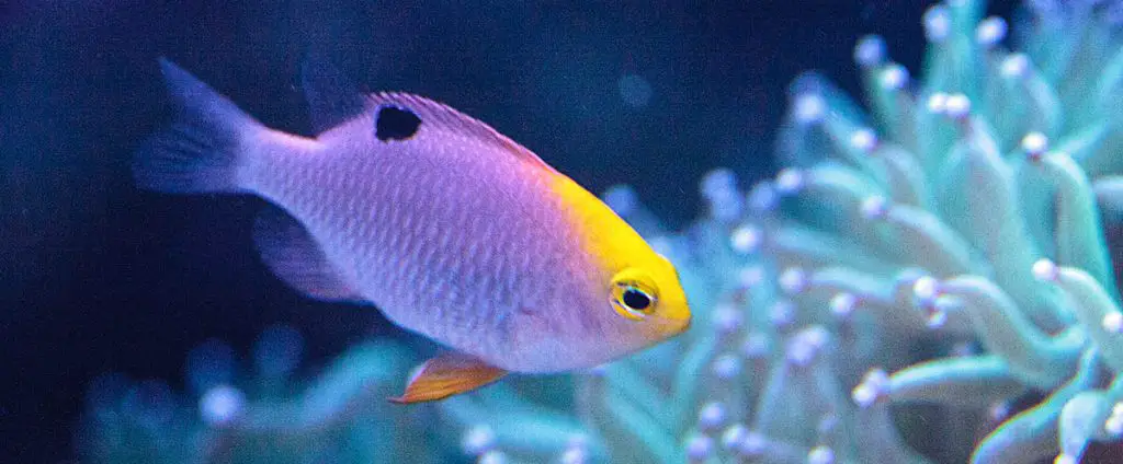 talbots demoiselle  - best saltwater fish for beginners