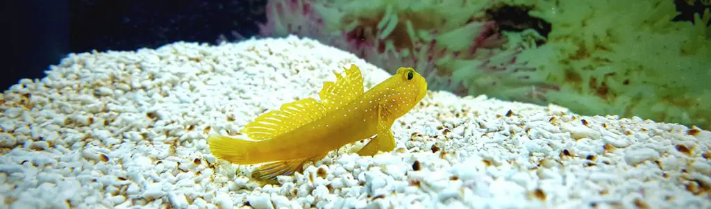 yellow watchman goby - best saltwater fish for beginners