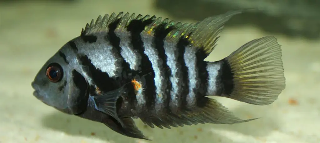 a male Convict Cichlid