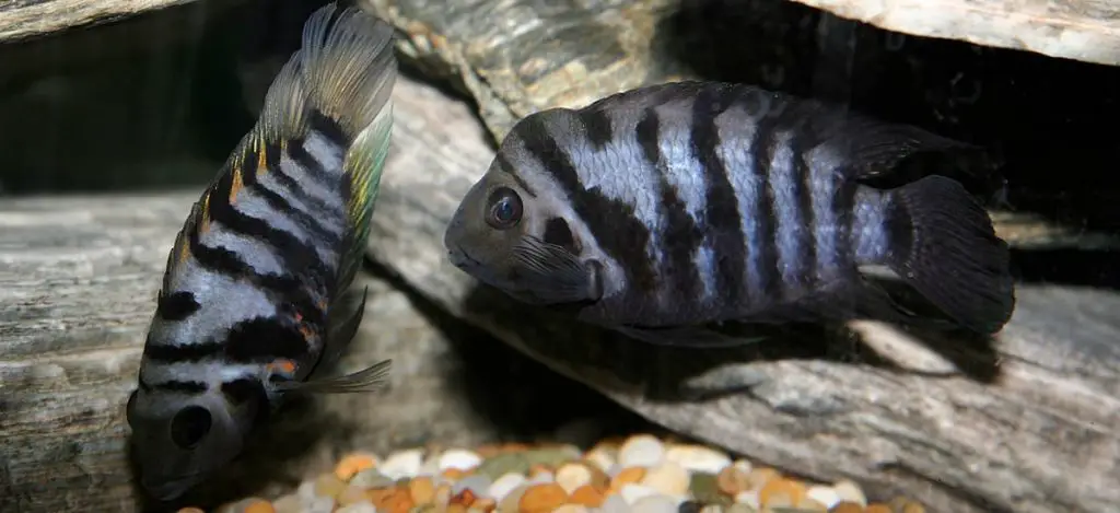 a male and a female Convict Cichlid