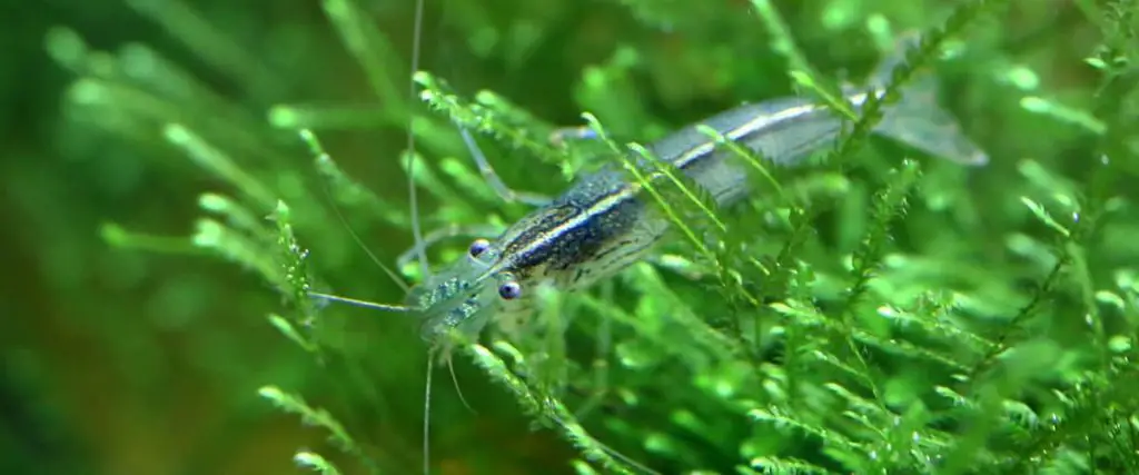 amano shrimp in live aquarium plant