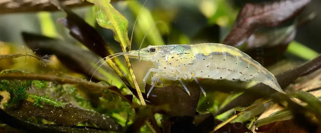 amano shrimp side view on fish tank plant