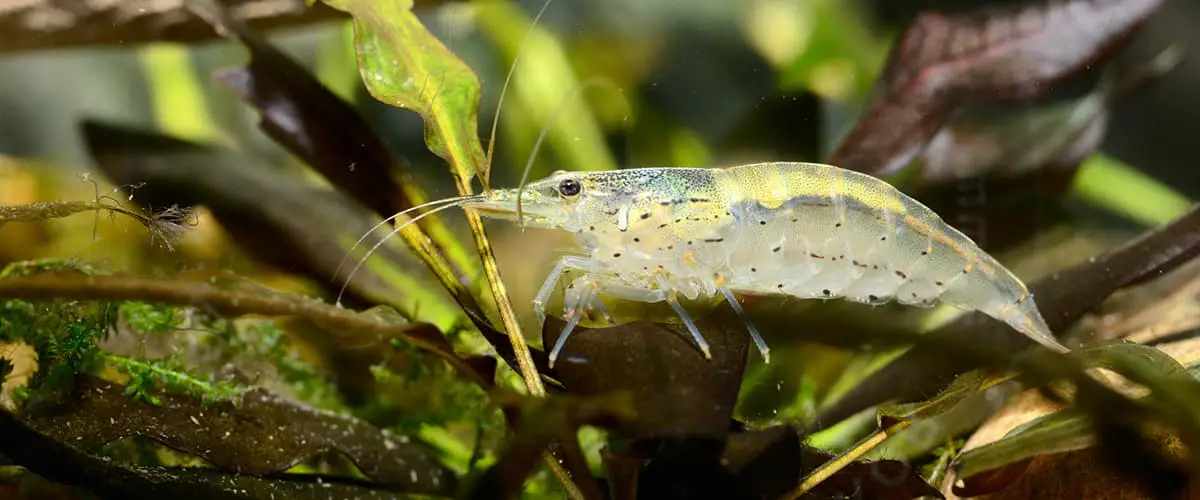 The Amano Shrimp Care Guide: Fact Sheet, Breeding, Behavior, and More