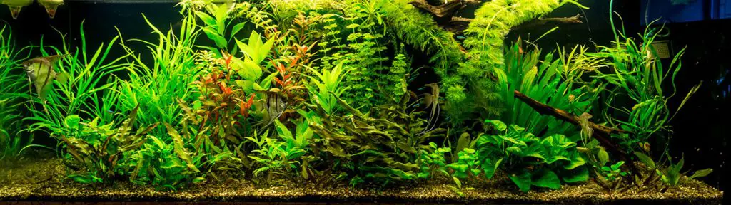 anubias and other plants in a fish tank