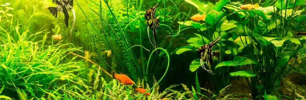 anubias-and-other-plants-in-a-planted-tank-with-fish-swimming