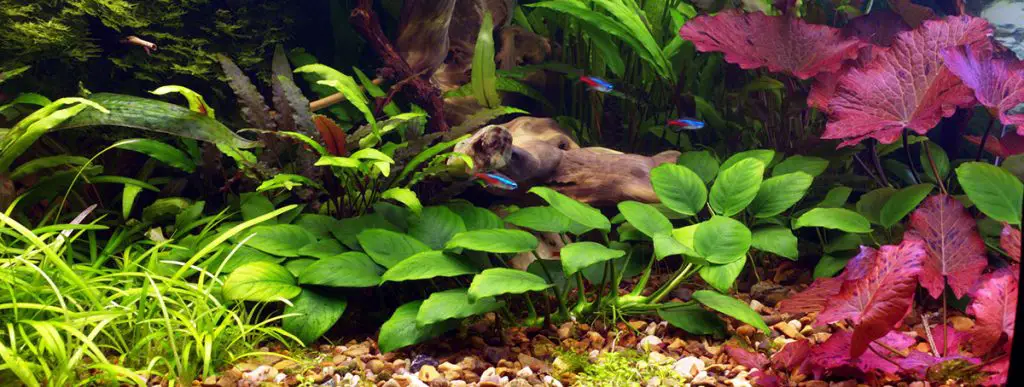 planted aquarium