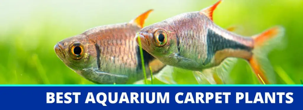 best aquarium carpet plants header