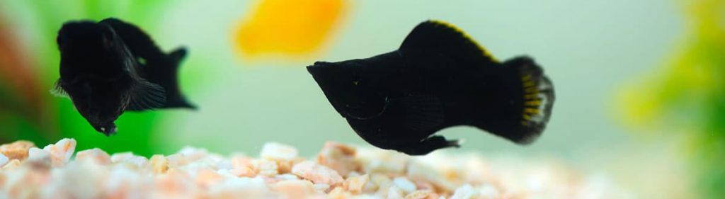 two black fish