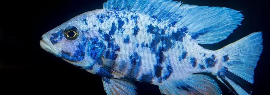 blue and white peacock cichlid Aulonocara male