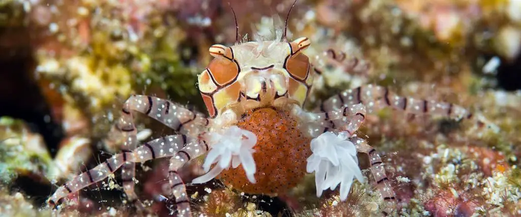 pompom crabs