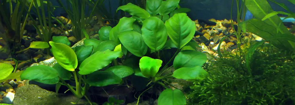 bright-green-anubias-in-aquarium