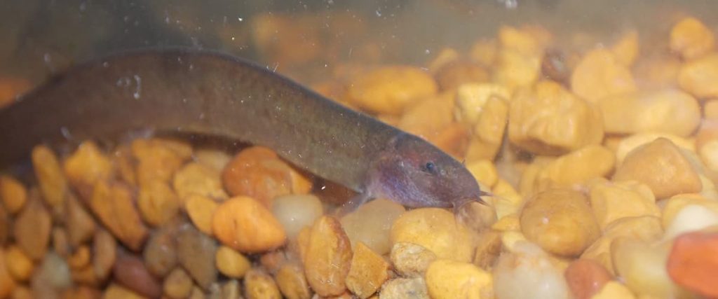 carmel the kuhli loach