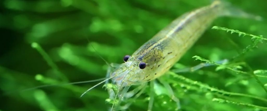 close up of amano shrimp in planted tank