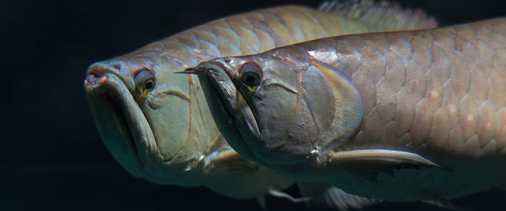 close up view of silver arowana heads