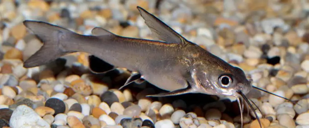 small catfish