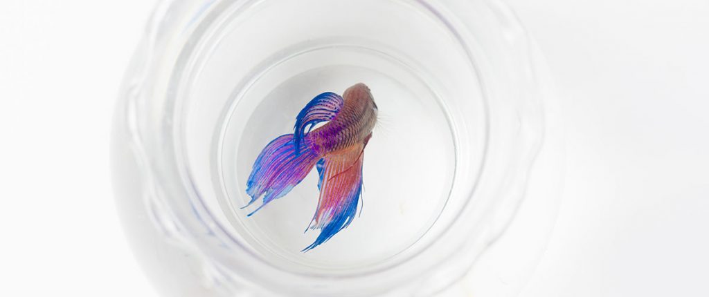 colorful-betta-in-a-too-small-fish-bowl