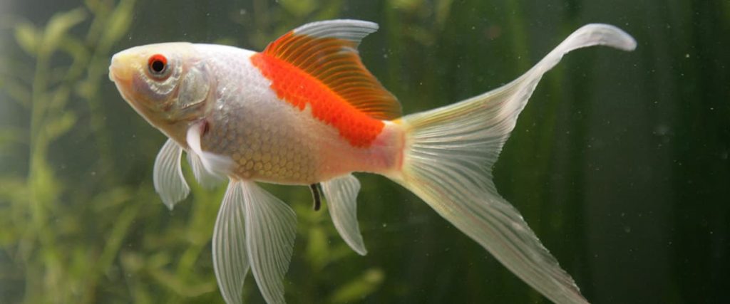 comet goldfish in a planted tank