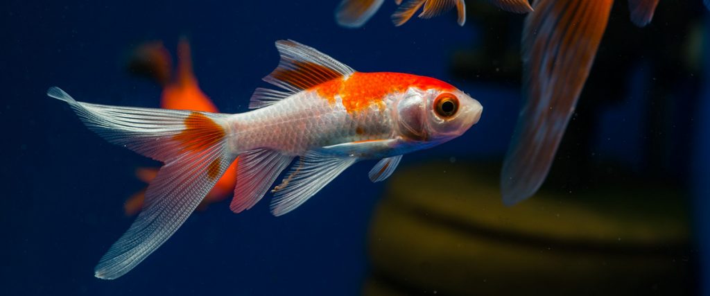 comet goldfish swimming in the tank