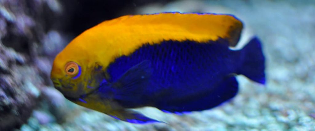flameback-angelfish