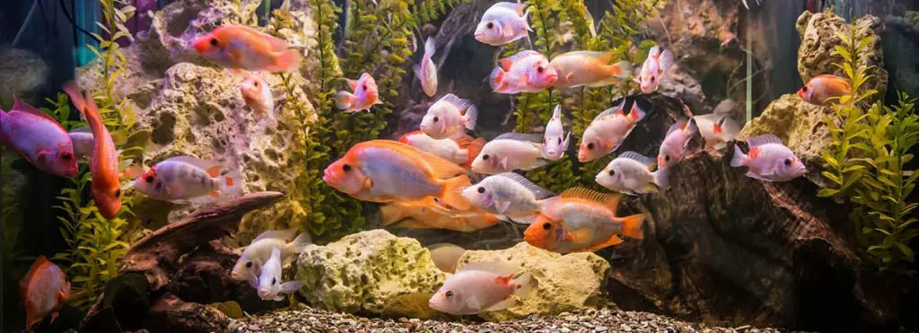 freshwater-aquarium-with-plenty-of-fish