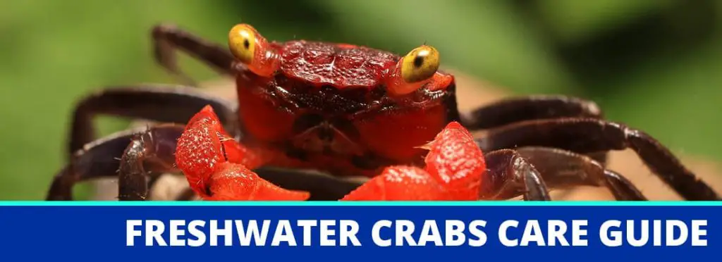 freshwater crabs care guide header