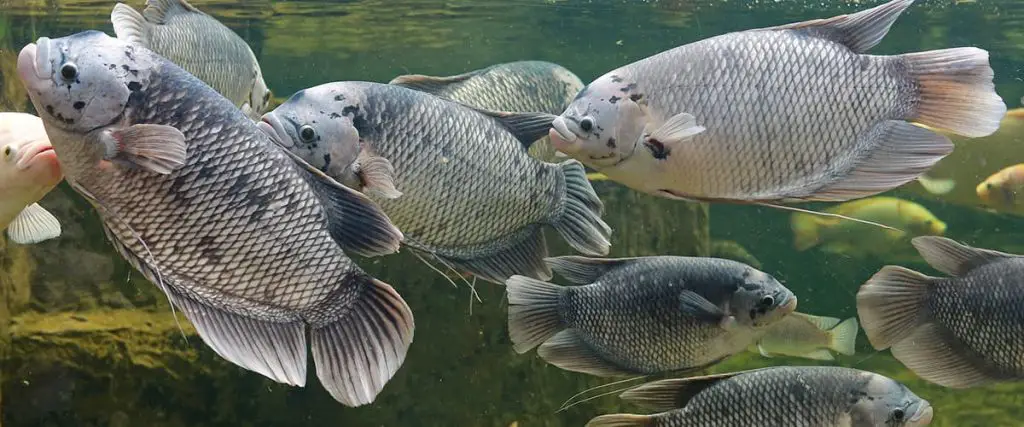 giant-gourami